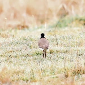 Vanellus miles at Fyshwick, ACT - 13 Jul 2023