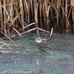 Malurus cyaneus at Fyshwick, ACT - 13 Jul 2023 10:03 AM