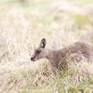 Macropus giganteus at Fyshwick, ACT - 13 Jul 2023 10:20 AM