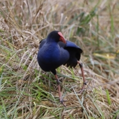 Porphyrio melanotus (Australasian Swamphen) at Kingston, ACT - 13 Jul 2023 by JimL