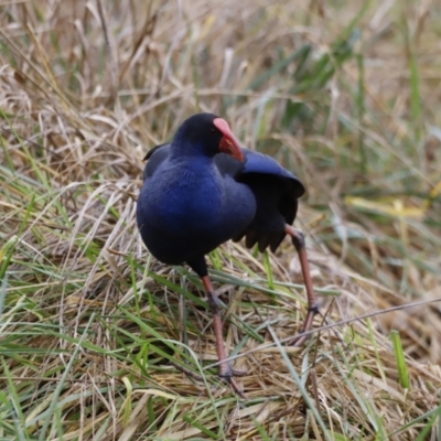 Porphyrio melanotus (Australasian Swamphen) at Kingston, ACT - 13 Jul 2023 by JimL