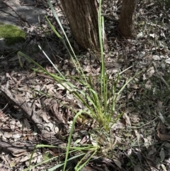 Lomandra longifolia at Kangaroo Valley, NSW - 13 Jul 2023