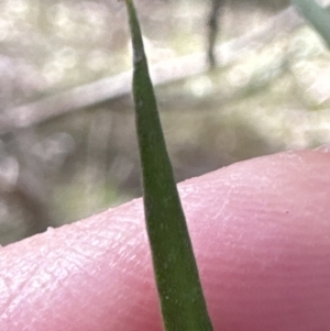 Persoonia linearis at Kangaroo Valley, NSW - suppressed