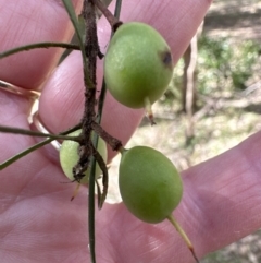 Persoonia linearis at Kangaroo Valley, NSW - suppressed