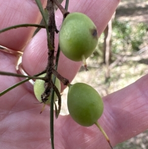 Persoonia linearis at Kangaroo Valley, NSW - suppressed