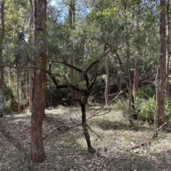 Persoonia linearis at Kangaroo Valley, NSW - 13 Jul 2023