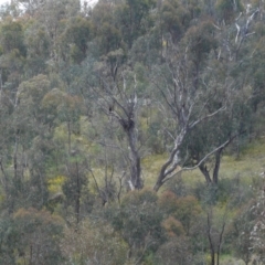 Aquila audax (Wedge-tailed Eagle) at West Stromlo - 4 Dec 2022 by KarlG
