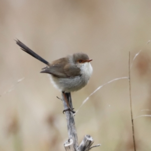 Malurus cyaneus at Fyshwick, ACT - 13 Jul 2023 10:31 AM