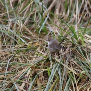 Malurus cyaneus at Fyshwick, ACT - 13 Jul 2023 10:31 AM