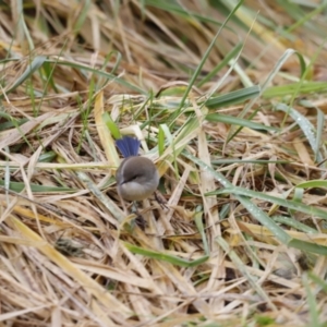 Malurus cyaneus at Fyshwick, ACT - 13 Jul 2023 10:31 AM