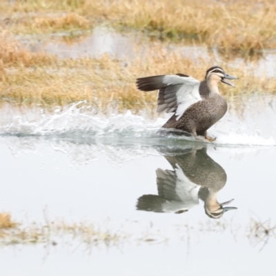 Anas superciliosa (Pacific Black Duck) at Kingston, ACT - 13 Jul 2023 by JimL