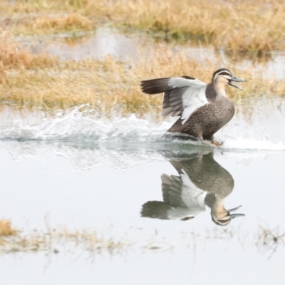 Anas superciliosa (Pacific Black Duck) at Jerrabomberra Wetlands - 13 Jul 2023 by JimL