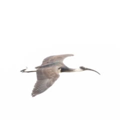 Threskiornis spinicollis (Straw-necked Ibis) at Fyshwick, ACT - 13 Jul 2023 by JimL