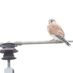 Falco cenchroides (Nankeen Kestrel) at Fyshwick, ACT - 13 Jul 2023 by JimL