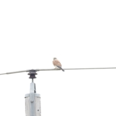 Falco cenchroides at Fyshwick, ACT - 13 Jul 2023 10:21 AM