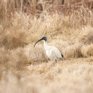 Threskiornis molucca at Fyshwick, ACT - 13 Jul 2023