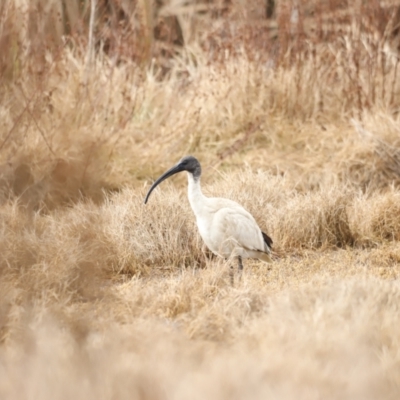 Threskiornis molucca (Australian White Ibis) at Fyshwick, ACT - 13 Jul 2023 by JimL