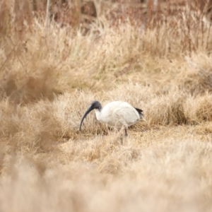 Threskiornis molucca at Fyshwick, ACT - 13 Jul 2023