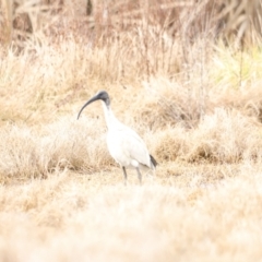 Threskiornis molucca at Fyshwick, ACT - 13 Jul 2023