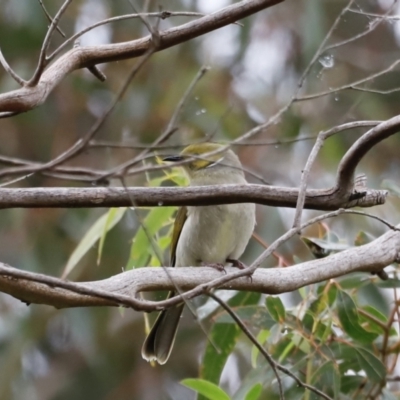 Ptilotula penicillata (White-plumed Honeyeater) at Fyshwick, ACT - 12 Jul 2023 by JimL