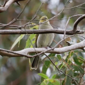 Ptilotula penicillata at Fyshwick, ACT - 13 Jul 2023