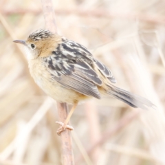 Cisticola exilis (Golden-headed Cisticola) at Fyshwick, ACT - 13 Jul 2023 by JimL