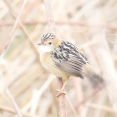 Cisticola exilis at Fyshwick, ACT - 13 Jul 2023 10:09 AM