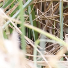 Cisticola exilis at Fyshwick, ACT - 13 Jul 2023 10:09 AM