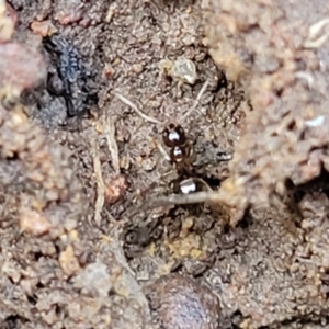 Formicidae (family) at Lyneham, ACT - 13 Jul 2023