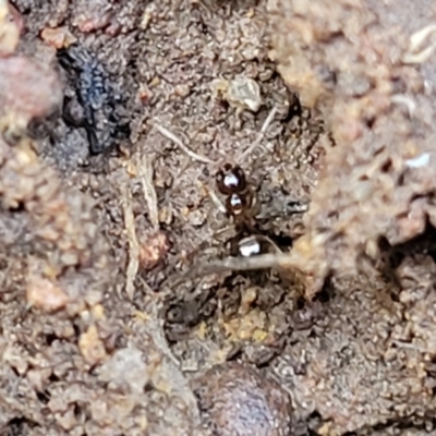 Formicidae (family) (Unidentified ant) at Crace Grasslands - 13 Jul 2023 by trevorpreston