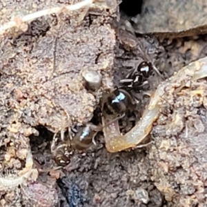Formicidae (family) at Lyneham, ACT - 13 Jul 2023