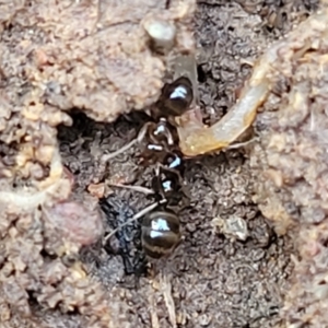 Formicidae (family) at Lyneham, ACT - 13 Jul 2023