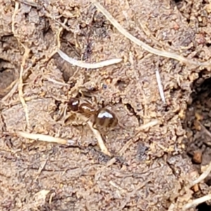 Formicidae (family) at Lyneham, ACT - 13 Jul 2023 11:19 AM