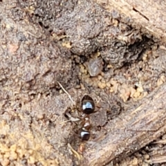 Formicidae (family) at Lyneham, ACT - 13 Jul 2023