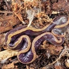 Caenoplana bicolor (Two-tone Planarian) at Crace Grasslands - 13 Jul 2023 by trevorpreston