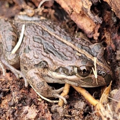 Limnodynastes tasmaniensis (Spotted Grass Frog) at Crace Grasslands - 13 Jul 2023 by trevorpreston