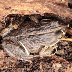 Limnodynastes tasmaniensis at Lyneham, ACT - 13 Jul 2023 11:02 AM