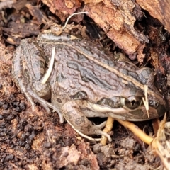 Limnodynastes tasmaniensis at Lyneham, ACT - 13 Jul 2023