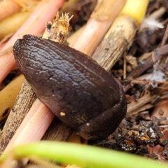 Milax gagates (Black-keeled Slug) at Crace Grasslands - 13 Jul 2023 by trevorpreston