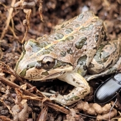 Limnodynastes tasmaniensis (Spotted Grass Frog) at Crace Grasslands - 13 Jul 2023 by trevorpreston