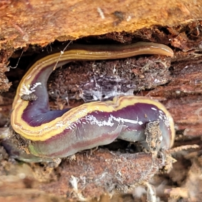 Caenoplana bicolor (Two-tone Planarian) at Crace Grasslands - 13 Jul 2023 by trevorpreston