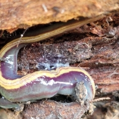 Caenoplana bicolor at Lyneham, ACT - 13 Jul 2023