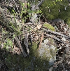 Bursaria spinosa at Kangaroo Valley, NSW - 13 Jul 2023 12:04 PM