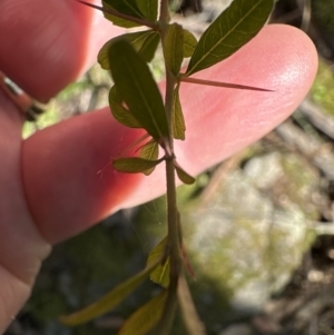 Bursaria spinosa at Kangaroo Valley, NSW - 13 Jul 2023
