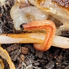 Australopacifica graminicola (Brown-speckled planarian) at Crace Grasslands - 13 Jul 2023 by trevorpreston