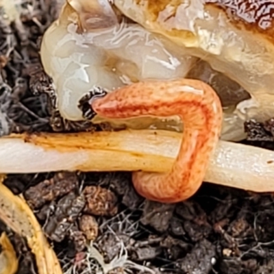 Australopacifica graminicola (Brown-speckled planarian) at Crace Grasslands - 13 Jul 2023 by trevorpreston