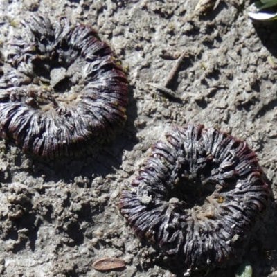 Riccia sp. at Boro, NSW - 12 Jul 2023 by Paul4K