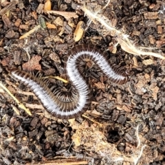 Juliformia sp. (superorder) (A Juliform millipede) at Lyneham, ACT - 13 Jul 2023 by trevorpreston