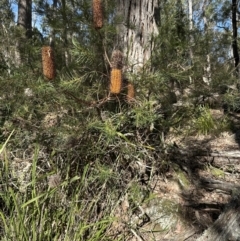 Banksia spinulosa at Kangaroo Valley, NSW - 13 Jul 2023 12:12 PM