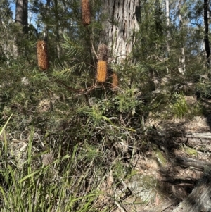 Banksia spinulosa at Kangaroo Valley, NSW - 13 Jul 2023 12:12 PM